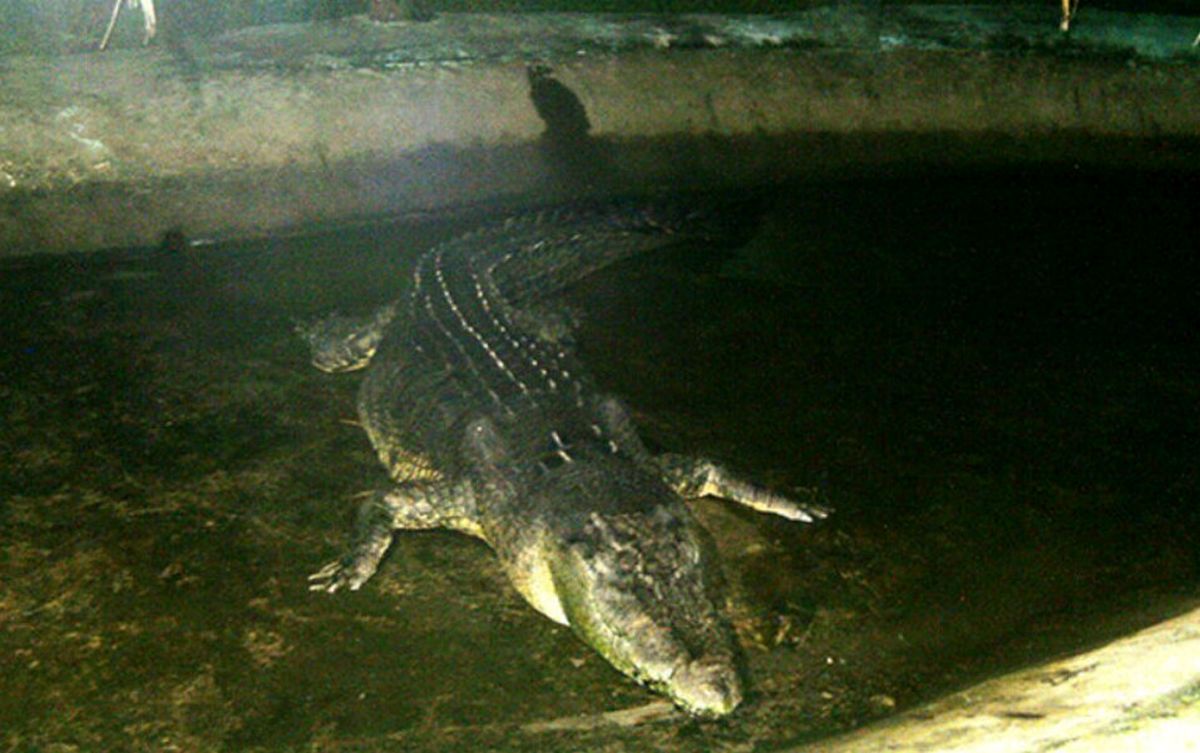 بزرگترین تمساح جهان که رکورددار گینس است!