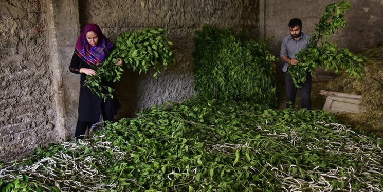 شلمان بیشترین تولید نوغان را در سطح استان و کشور دارد