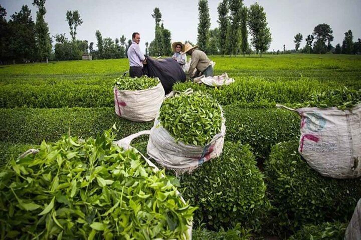 مردم با چای ایرانی آشتی کردند/تولید ۶۶۰۰ تن چای خشک