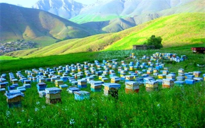 کوچ زنبورداران گیلانی به مناطق ییلاقی استان
