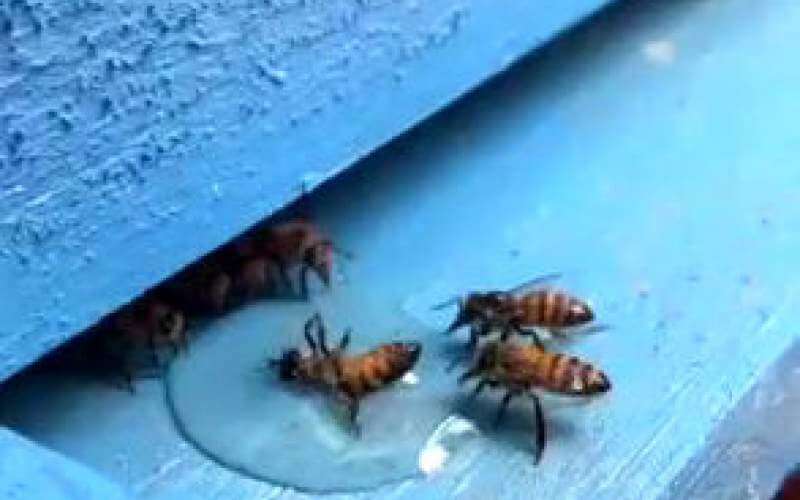 تلاش دیدنی چند زنبور برای نجات رفیق‌شان + فیلم